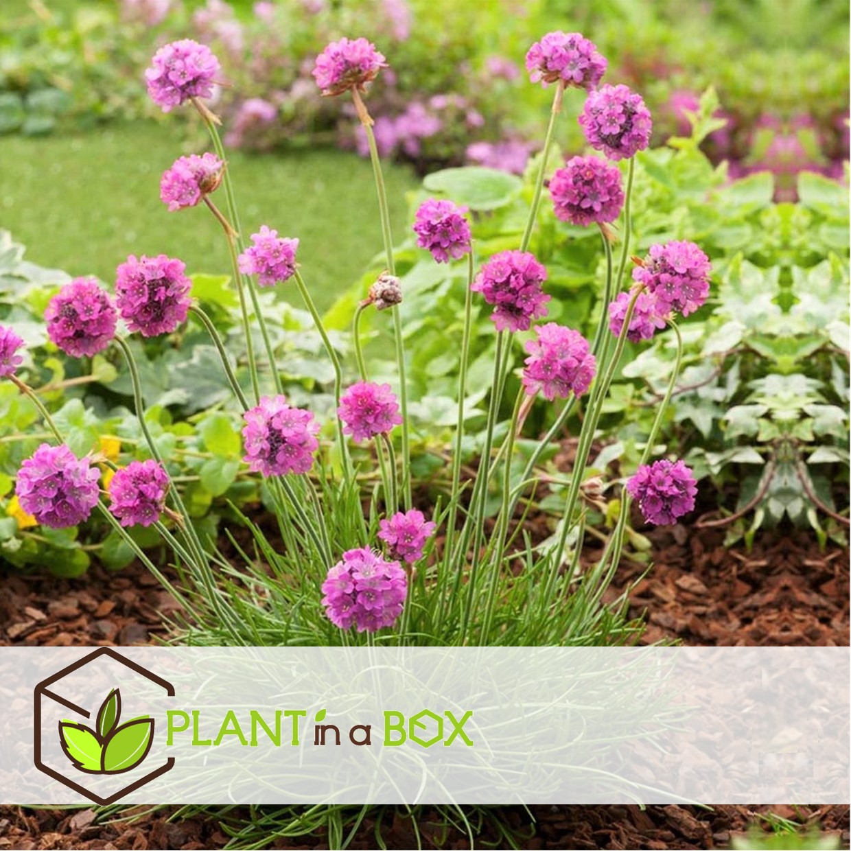 Armeria maritima - set de 6 - jardin roses - pot 12cm - hauteur 20-30cm
