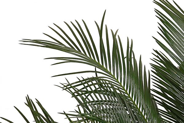 Sagopalmfarn - Cycas revoluta