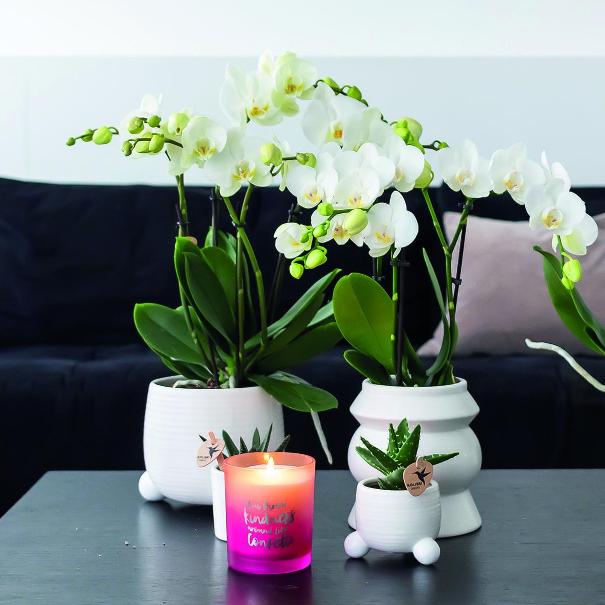 Plante d'intérieur - orchidée phalaenopsis blanche - lot de 2 35cm