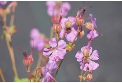 Ooievaarsbek (Geranium cantabrigiense 'Cambridge') D 9 H 10 cm
