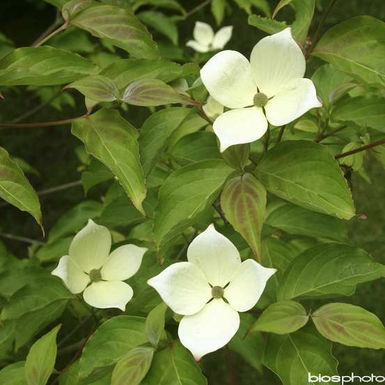 Cornus kousa ' Norman Hadden' pot 15L