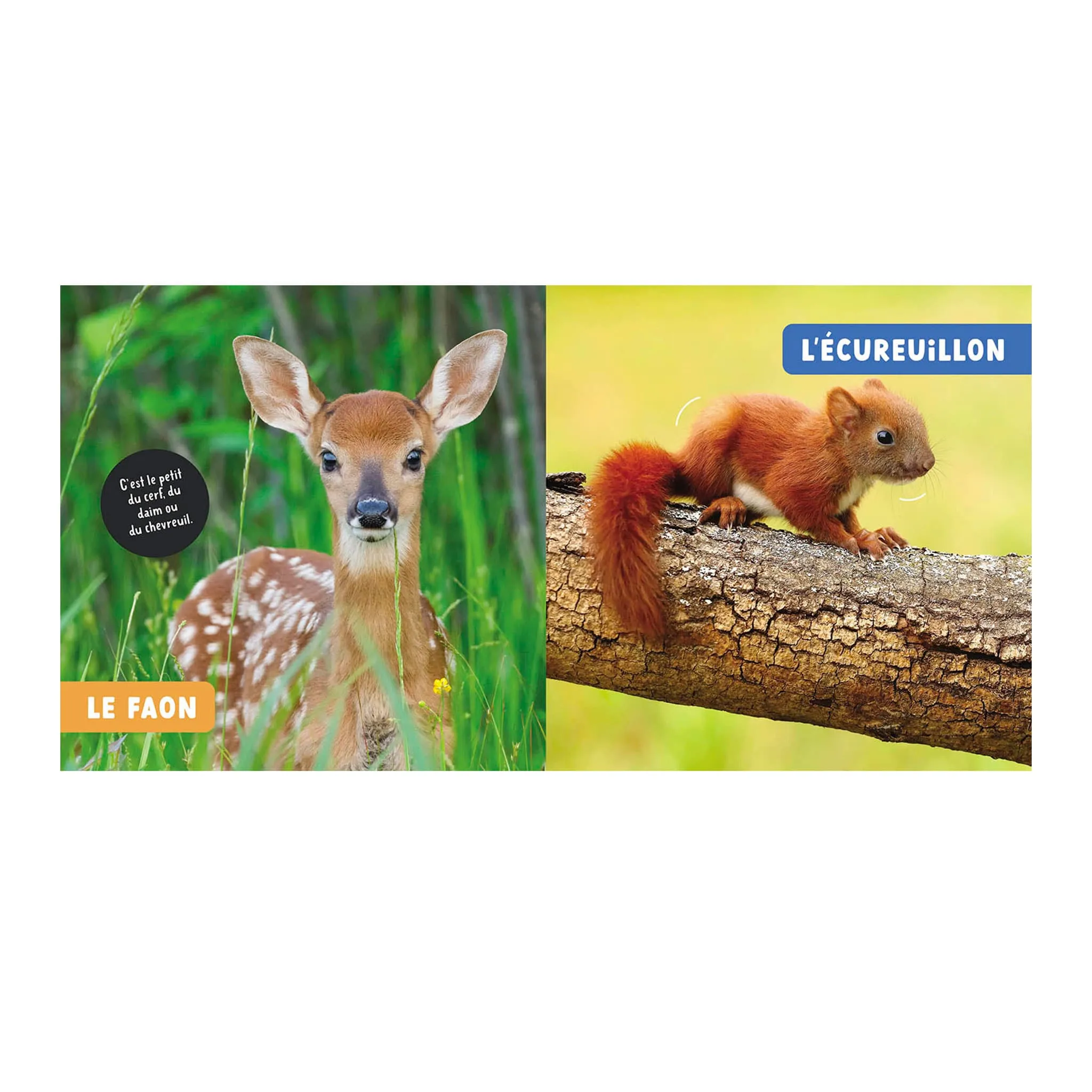 Auzou Les Bébés Animaux