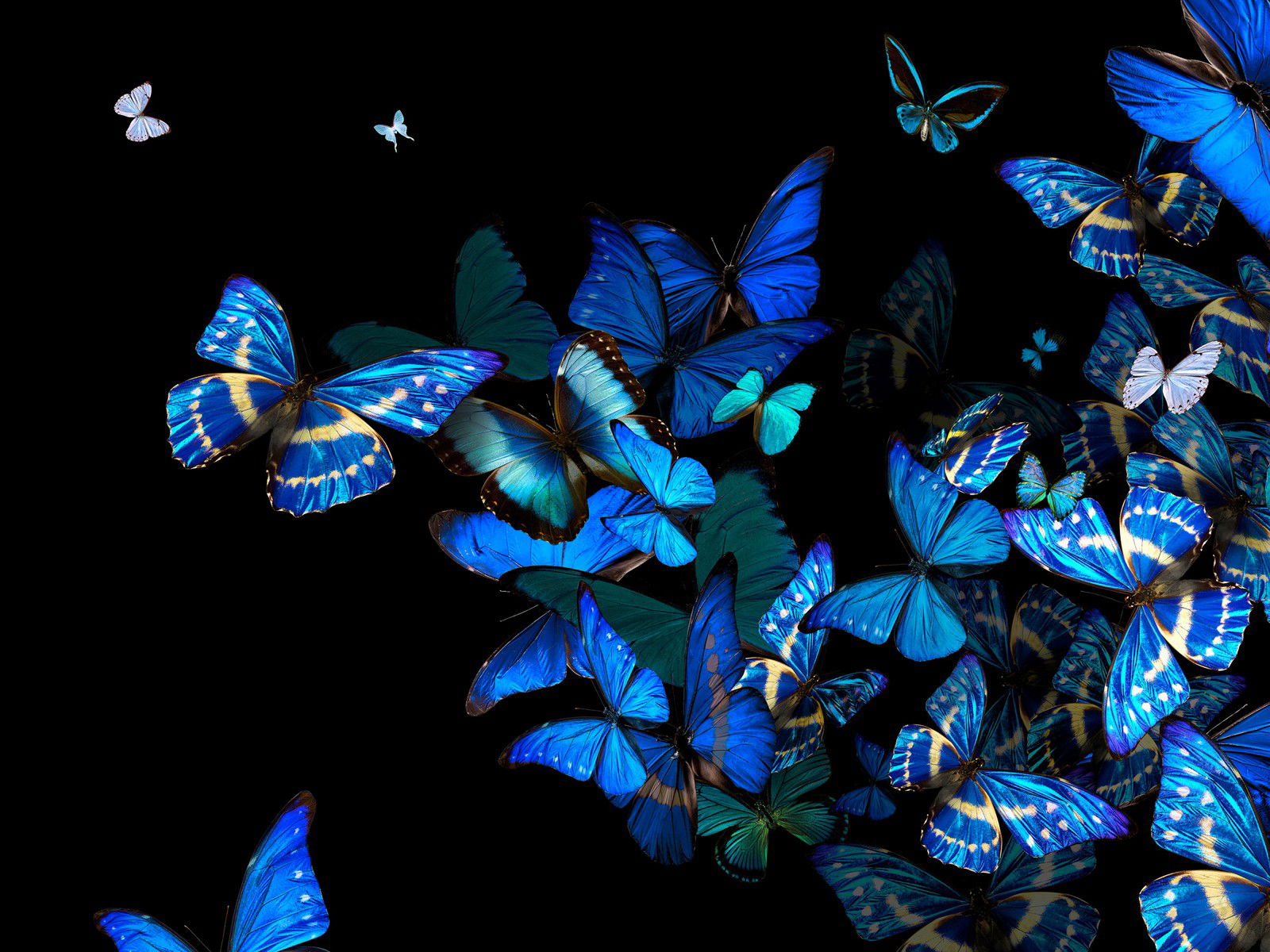 Blue Fellowship by Heiko Hellwig - Darlings - Small Limited Edition. 30x40.