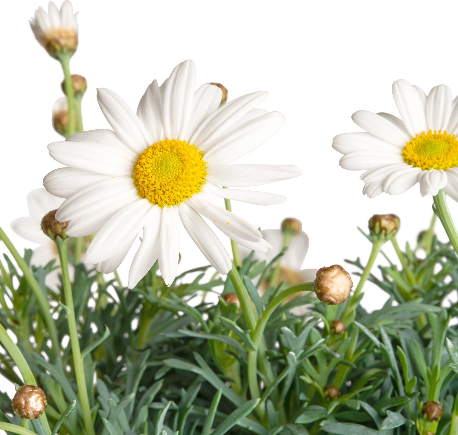 Struikmargriet (Argyranthemum frutescens) wit D 14 H 25 cm
