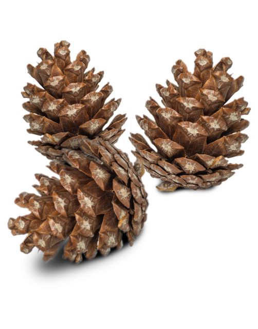 Back Zoo Nature Forest Pine Cones - Natuurlijk Speelgoed - 6 stuks