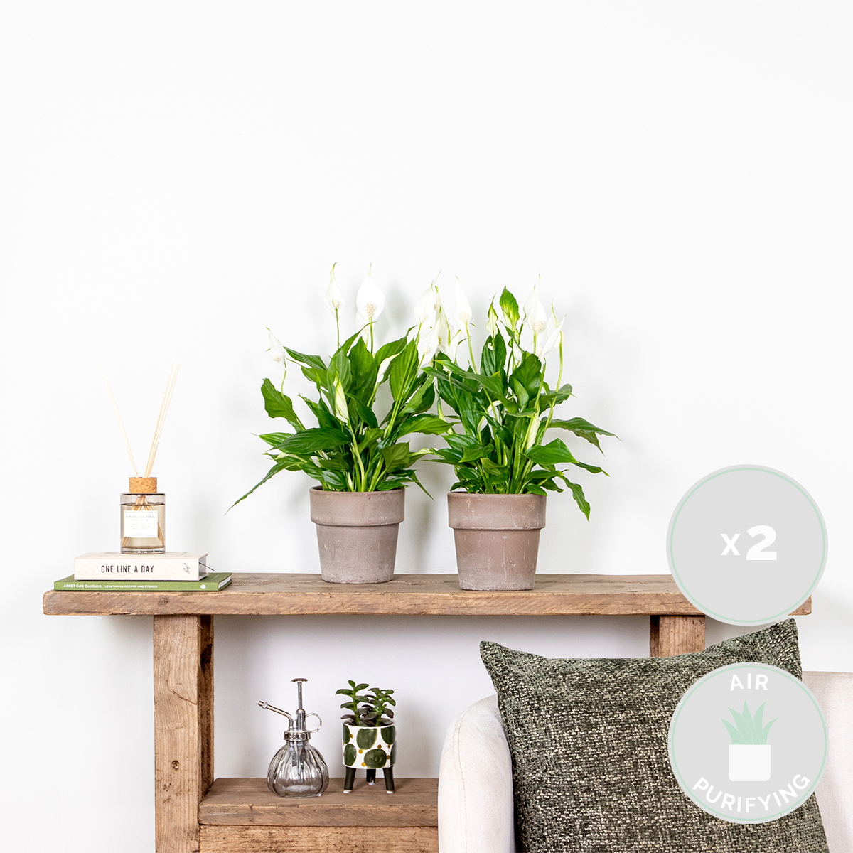 2x spathiphyllum 'torelli' - peace lily - purificateur d'air – ⌀12 cm - ↕35-45 cm