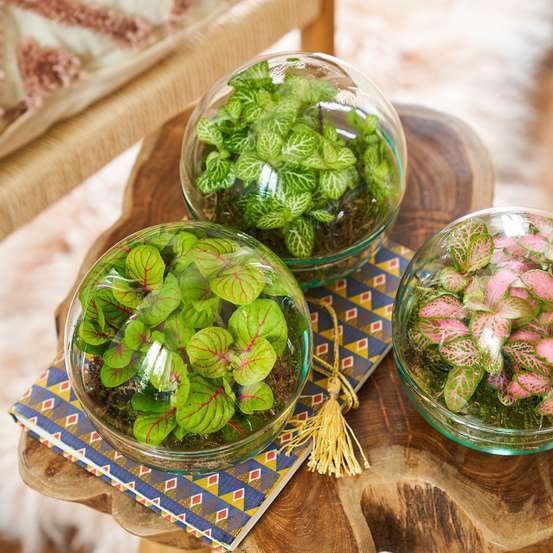 Terrarium fermé, Petit bonheur, D12xH12cm
