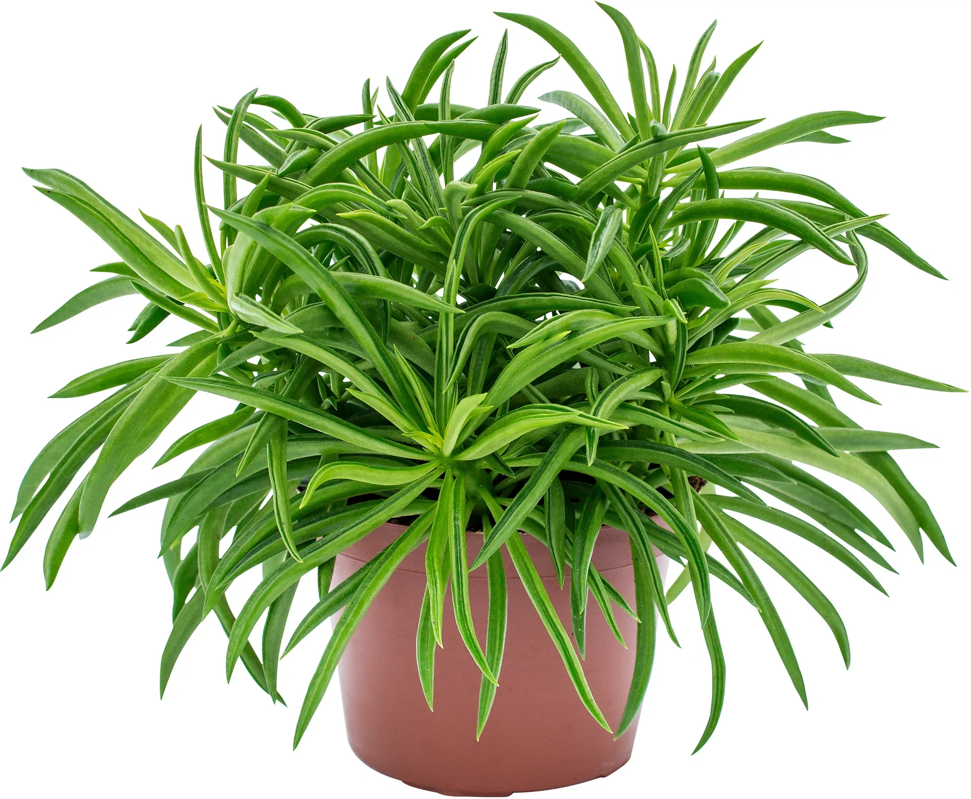 Peperomia 'Nevada' Rotterumpe Høyde 22 cm