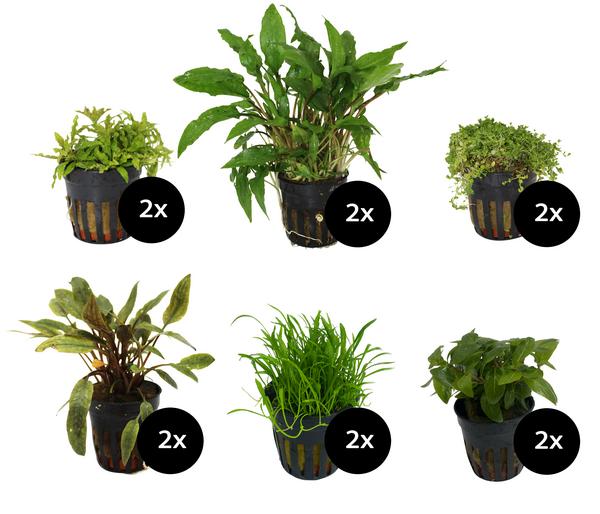 Dehner Aqua Premium Aquarienpflanzen-Set