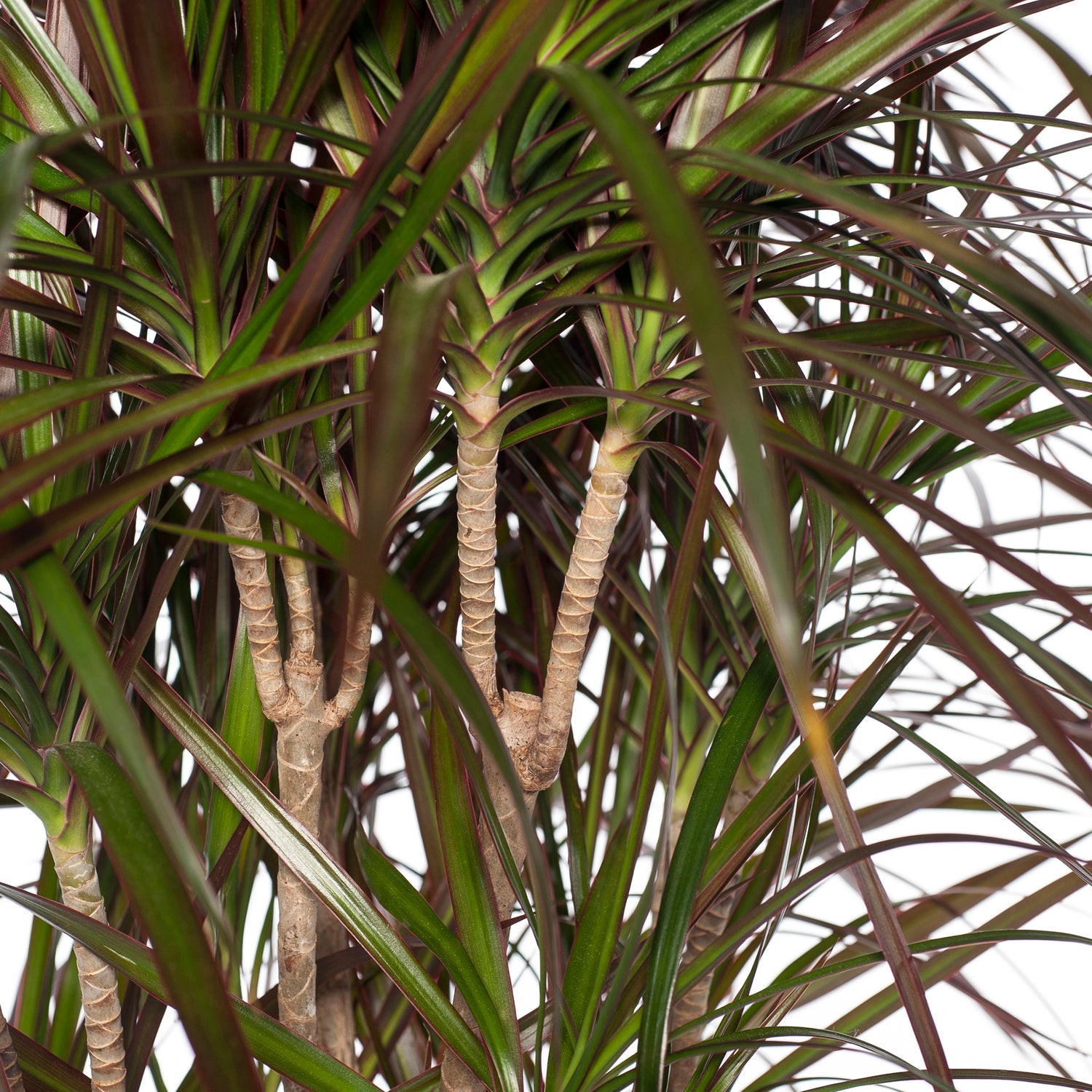Drakenbloedboom (Dracaena marginata) D 32 H 150 cm