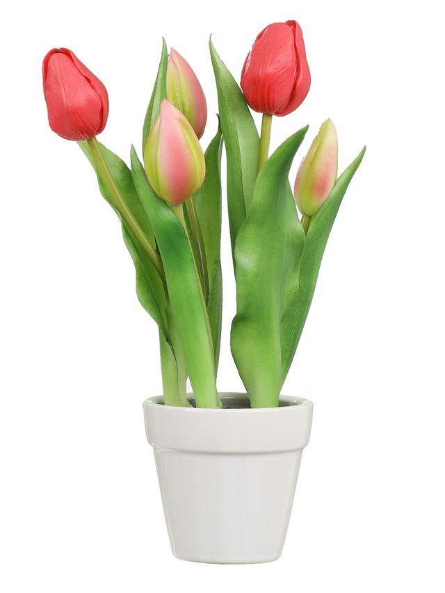 5 Tulpen im Keramiktopf, 2er Set