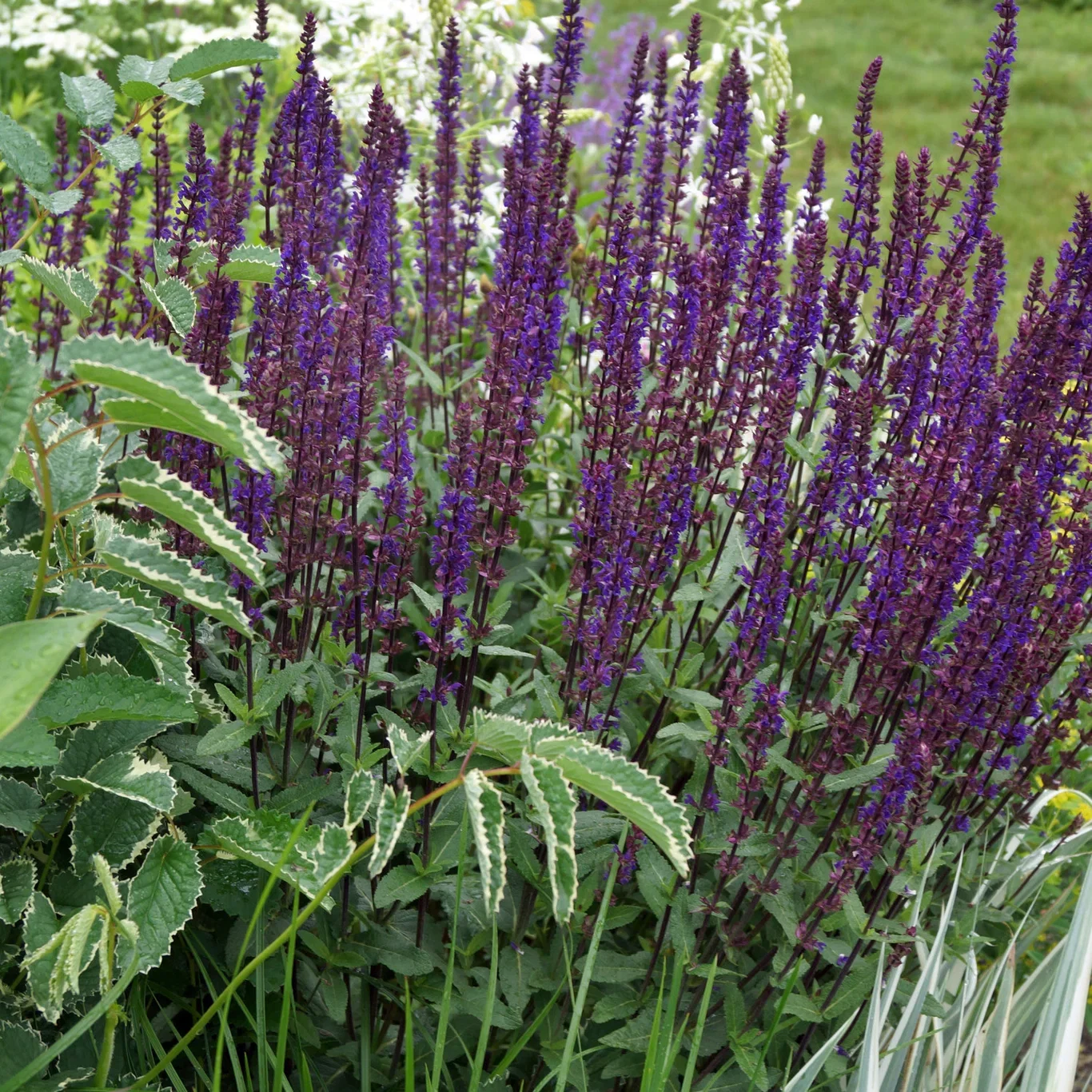 Salvia nemorosa 'Caradonna' Steppesalvie 'Caradonna' Ø17 cm