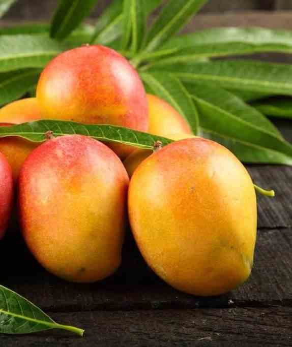 Manguier mangifera indica var. Sensacion taille pot de 7 litres ? 80/100 cm - jaune
