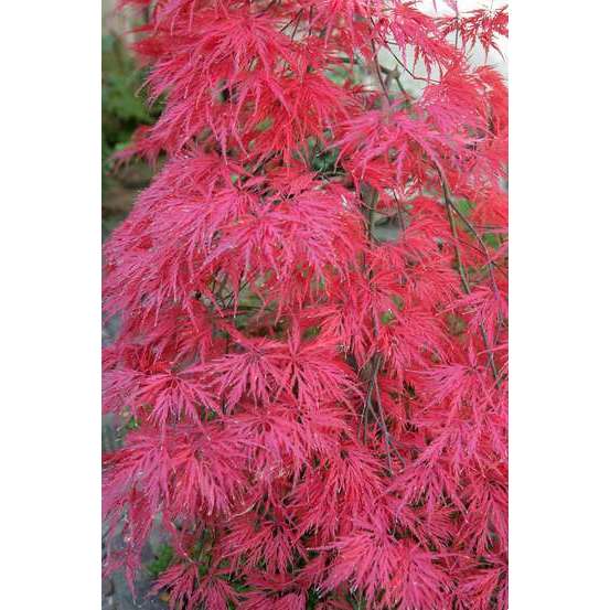 Acer palmatum dissectum : arbuste, ctr 4L, 50/60 cm