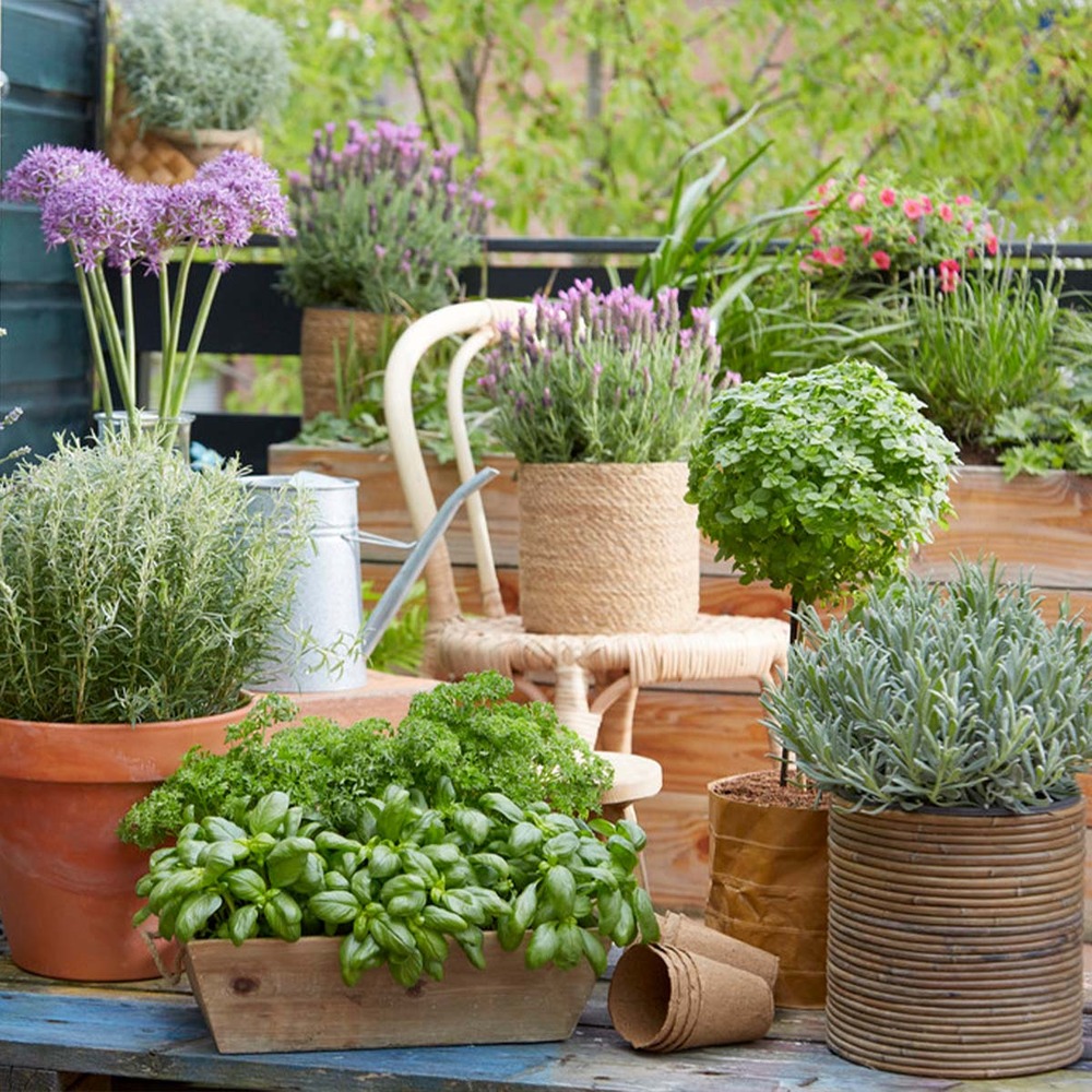 6x mélange d'herbes de jardin bio - mélange de plantes de jardin – ⌀9 cm - ↕10-15 cm