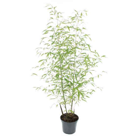 Bambou moyen phyllostachys aurea 150/200 cm: pot de 20 litres