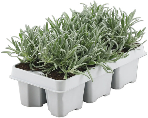 Lavendel Lavandula angustifolia 'Felice' 6-pack wit