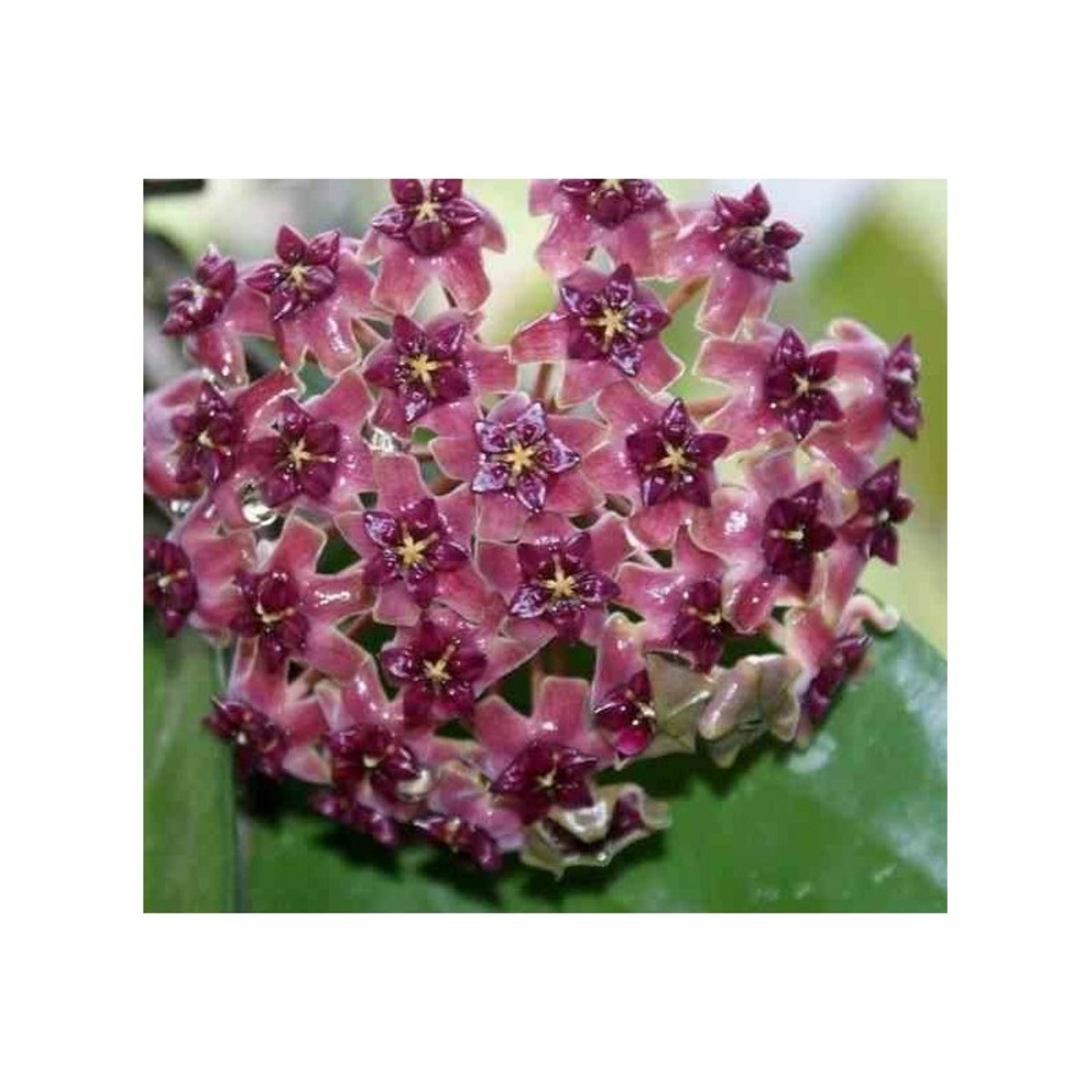 Hoya cinnamomifolia var purpureo fusca (fleur de porcelaine, fleur de cire) taille pot de 2 litres - 20/40 cm