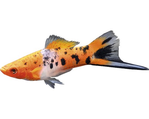 Zwaardstaartkoi - Xiphophorus helleri