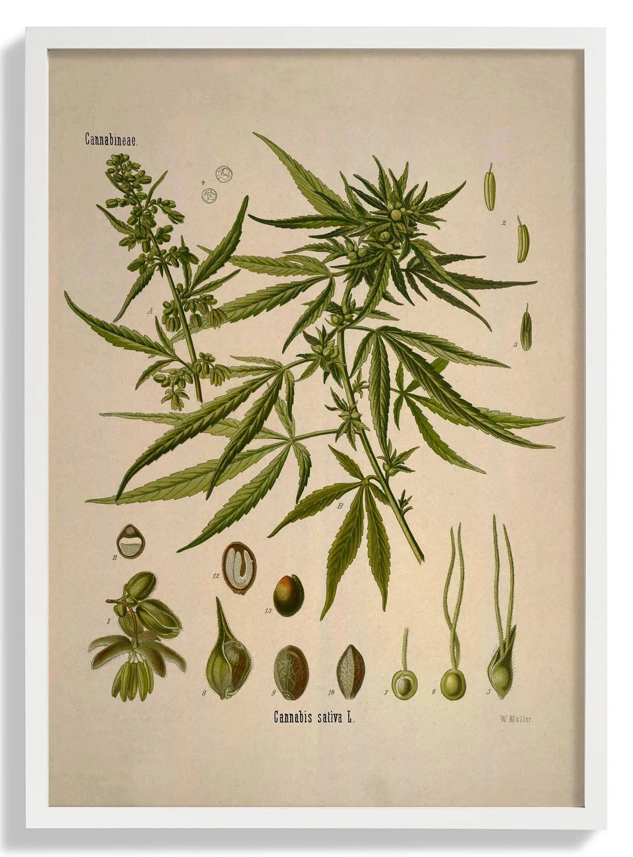 Cannabis Sativa Schule