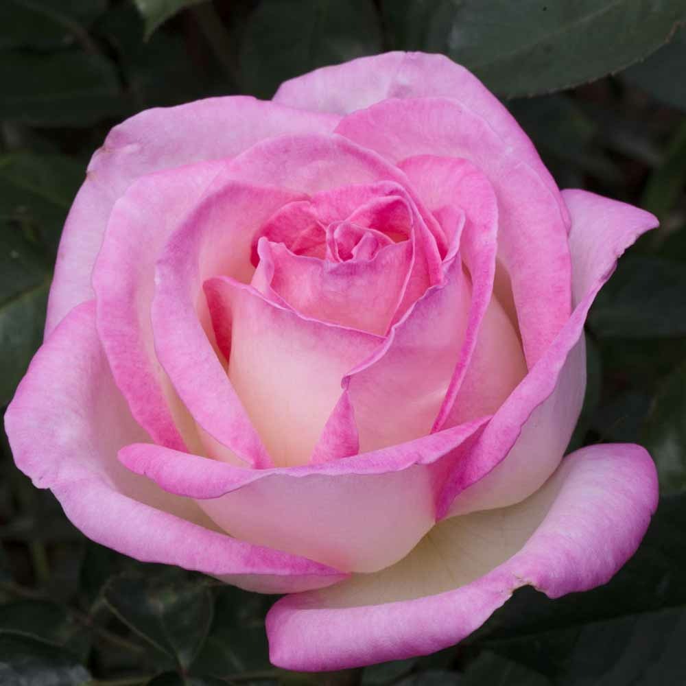 Rosier princesse de monaco ® meimagarmic sans motte