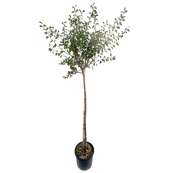 Prunier mirabelle de Nancy : tige ctr
