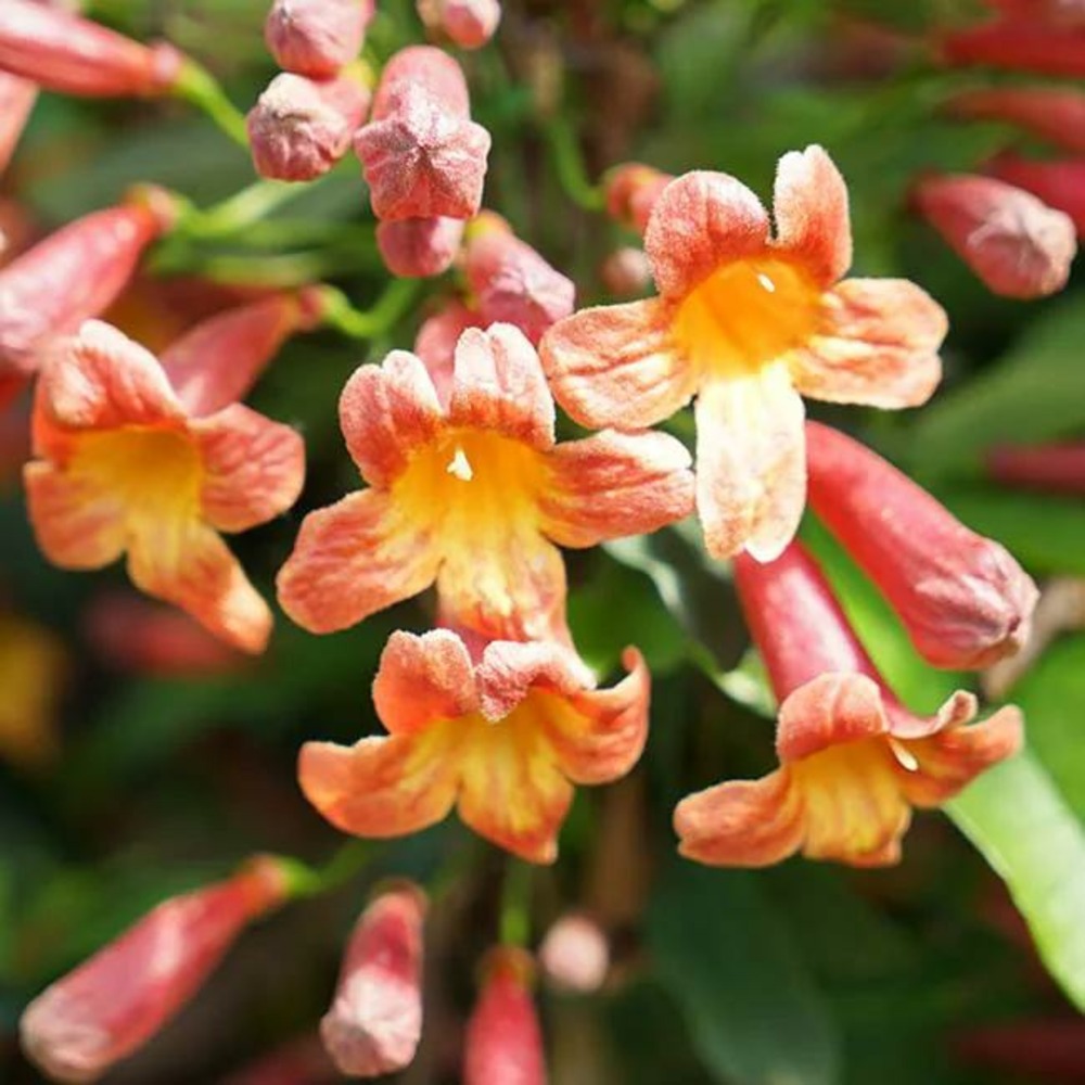 Bignone 'tangerine beauty - bignonia capreolata 3l