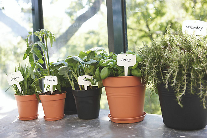 Etiquette à planter Green basics M blancs