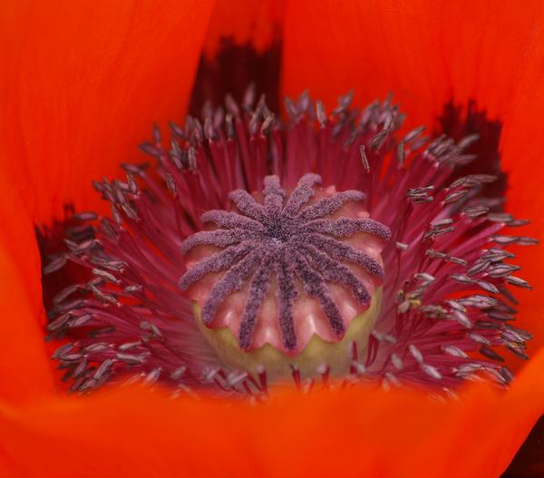 Türkischer Riesenmohn
