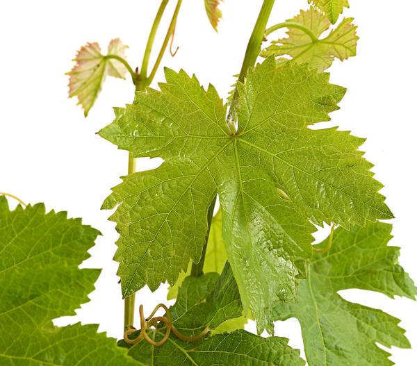 Weinrebenstamm