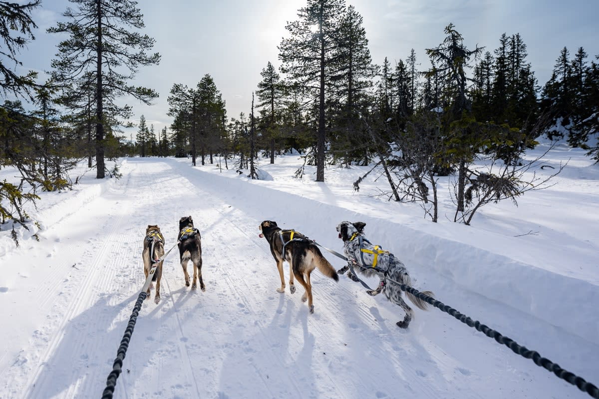 Seleverkstedet Seleverkstedet Twin lead splitter Grå/brun