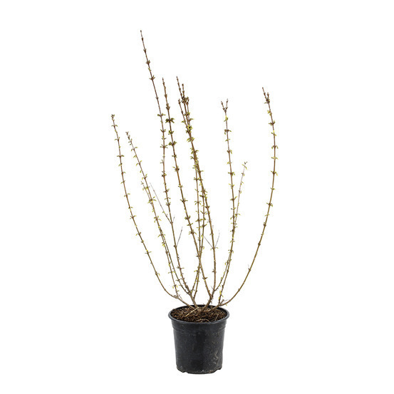 Forsythia x intermedia ' Mindor ' : ctr 4.5 litres.