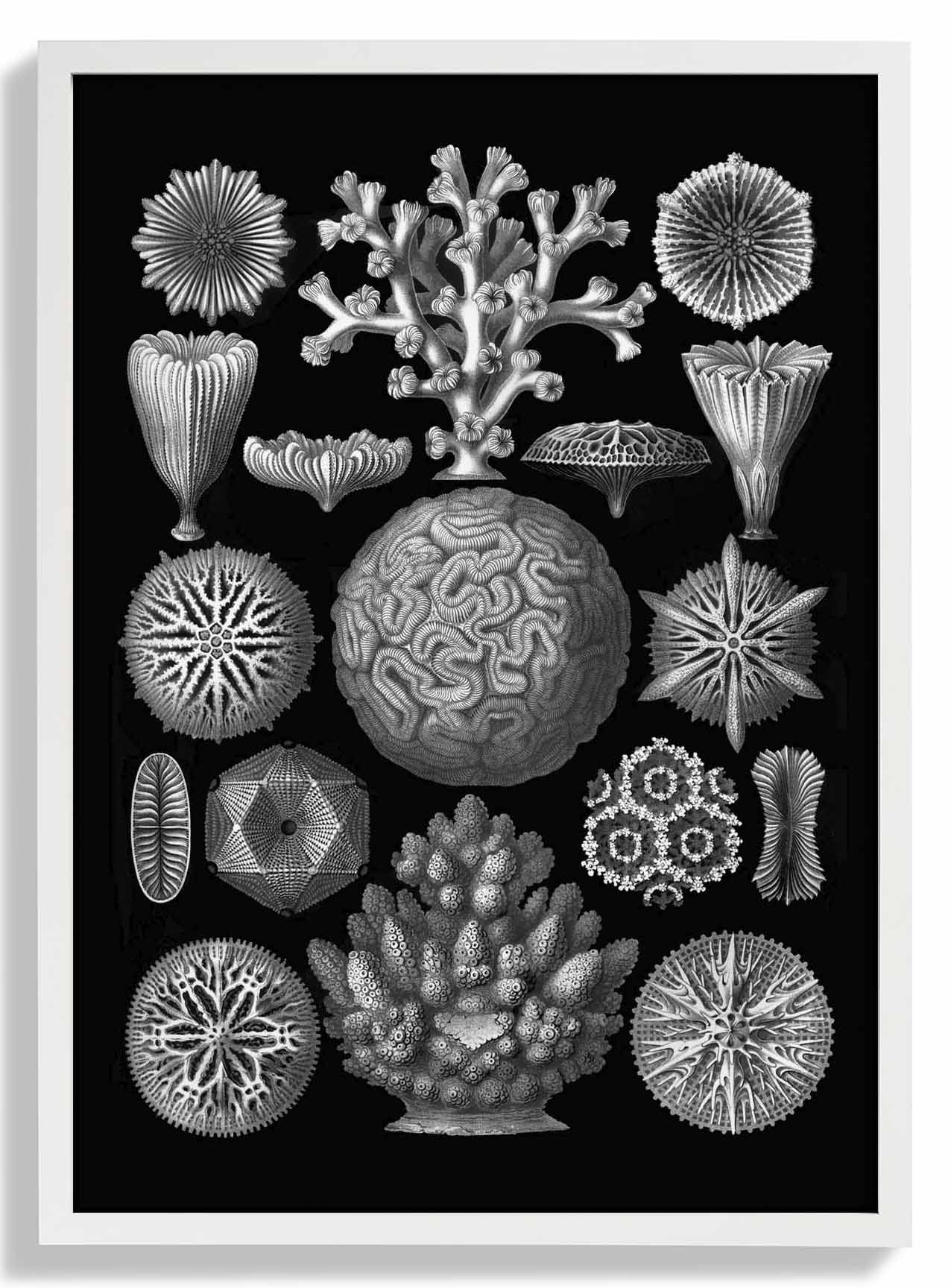 Hexacoralla von Haeckel