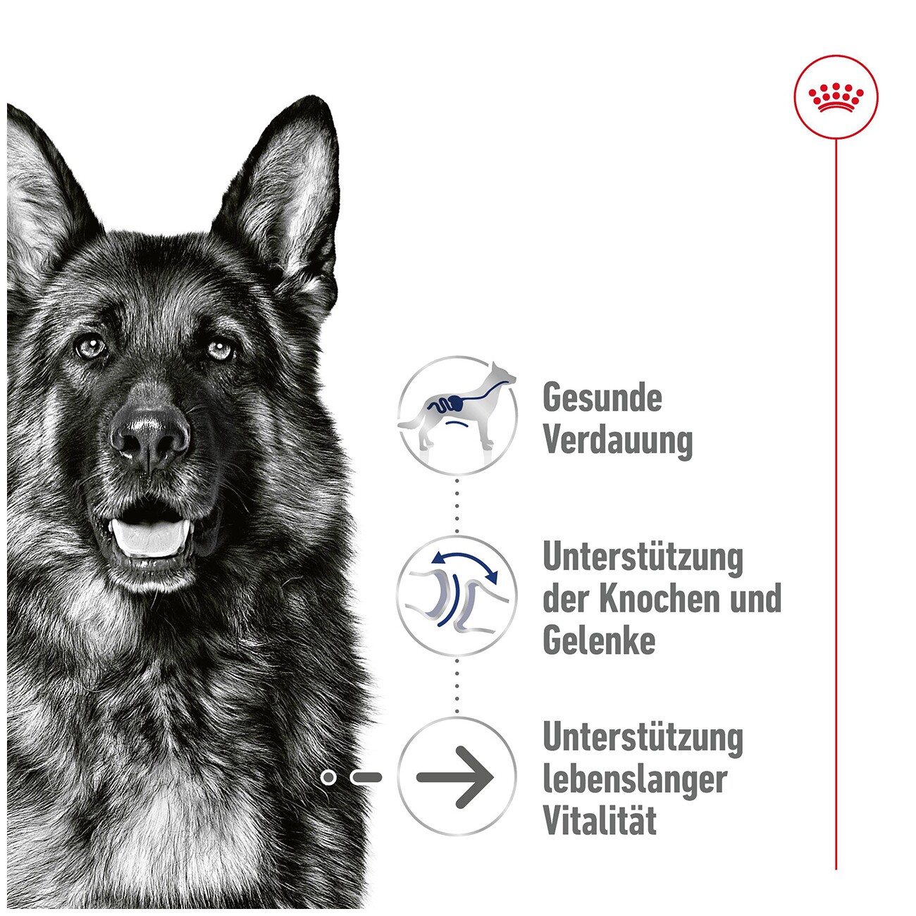ROYAL CANIN Maxi Ageing 8+ in Soße 10x140g