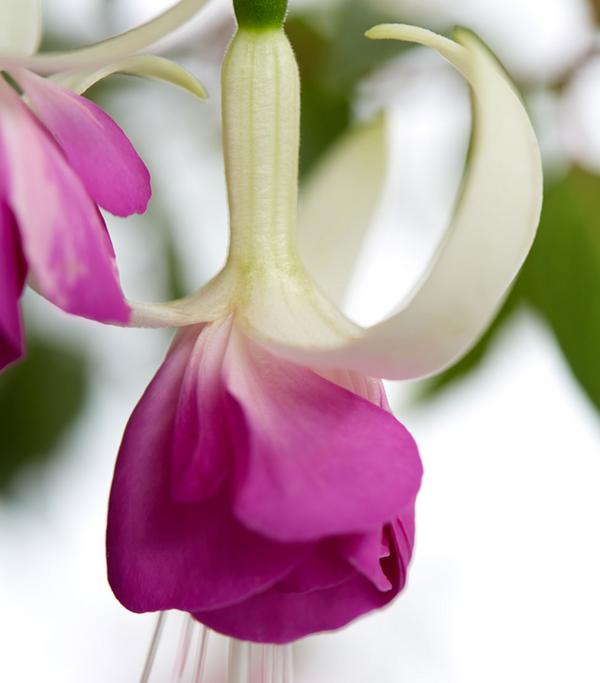 Winterharte Fuchsie, verschiedene Sorten
