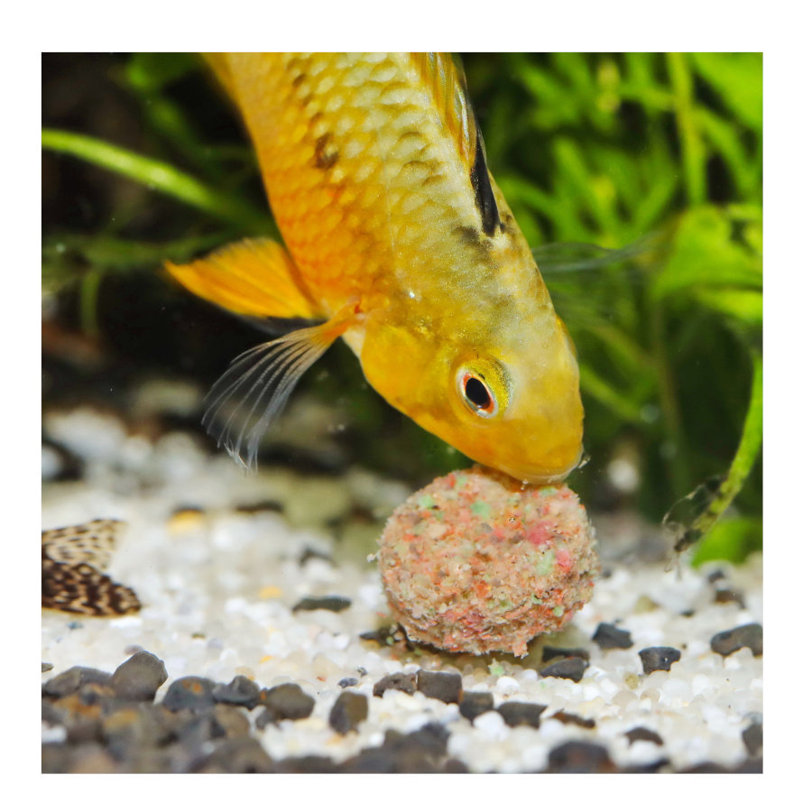 Comprimidos JBL Novotaba para Peixes