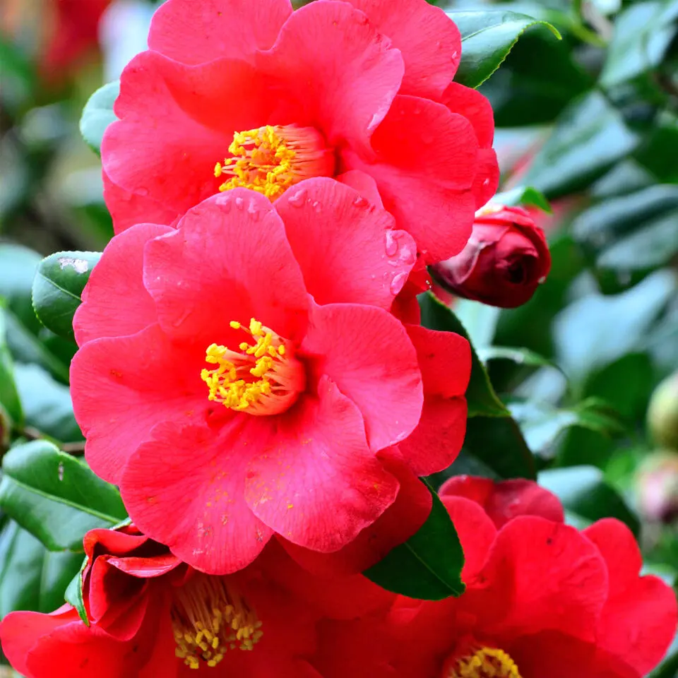 Japanse Roos - Set van 3 - Camellia japonica - Hoogte 25-40cm - ⌀9cm