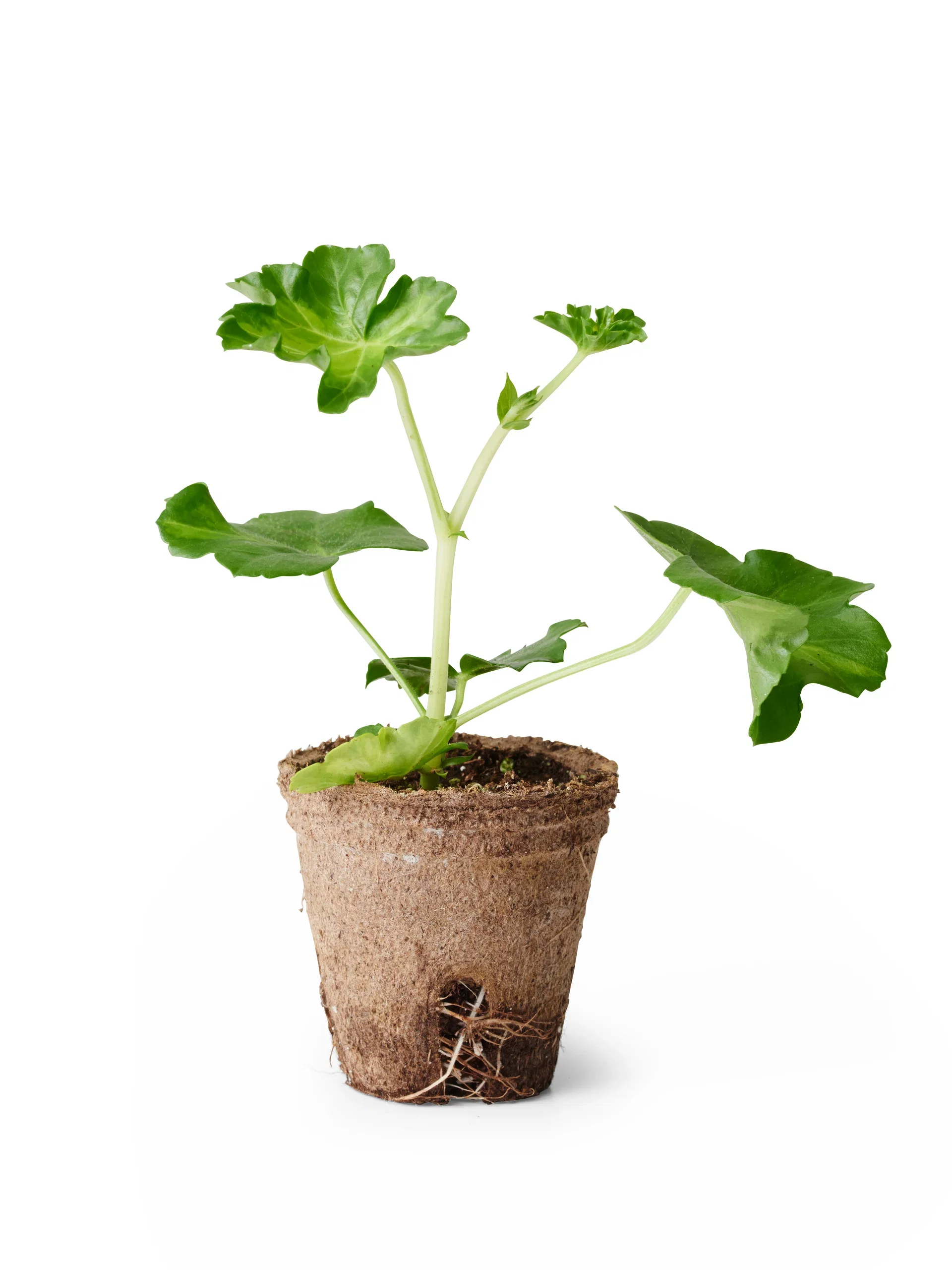 Pelargonium peltatum Slyngpelargonia stikling Ø6 cm