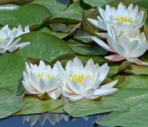 Teichpflanzen Komplett-Set Seerose, 6-teilig