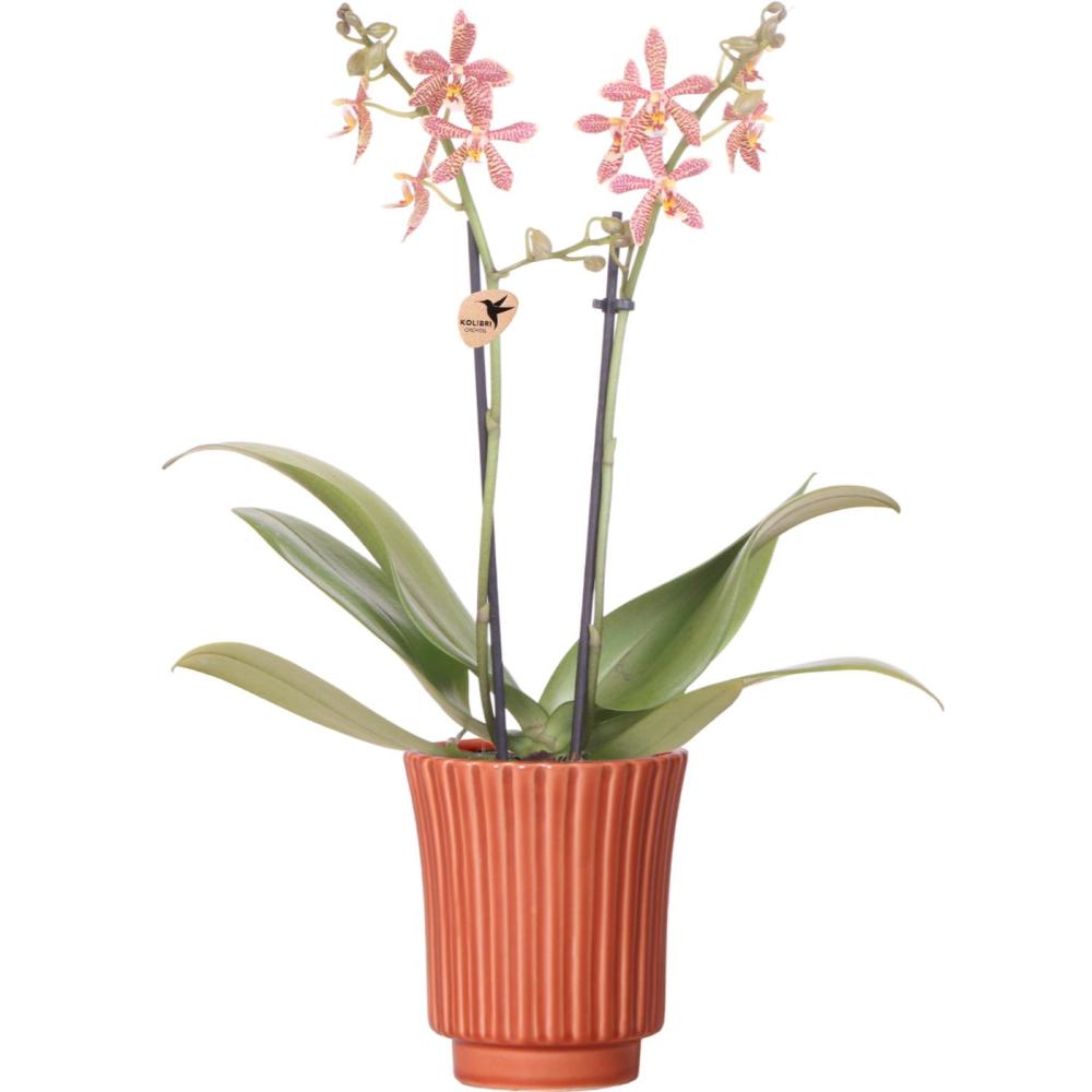 Orchidées colibri - orchidée phalaenopsis orange - araignée en terre cuite rétro - taille du pot 9cm