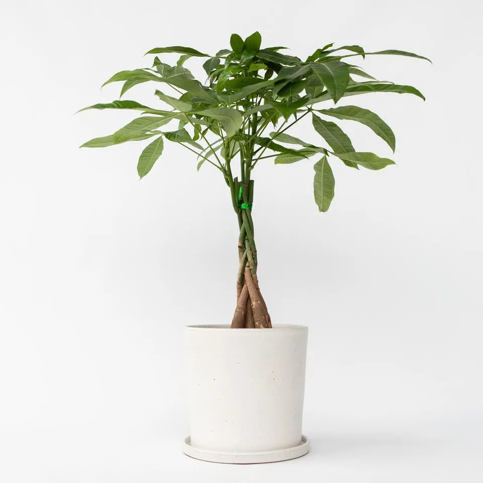 Geldboom - Pachira aquatica - Hoogte 60-70cm - ⌀17cm