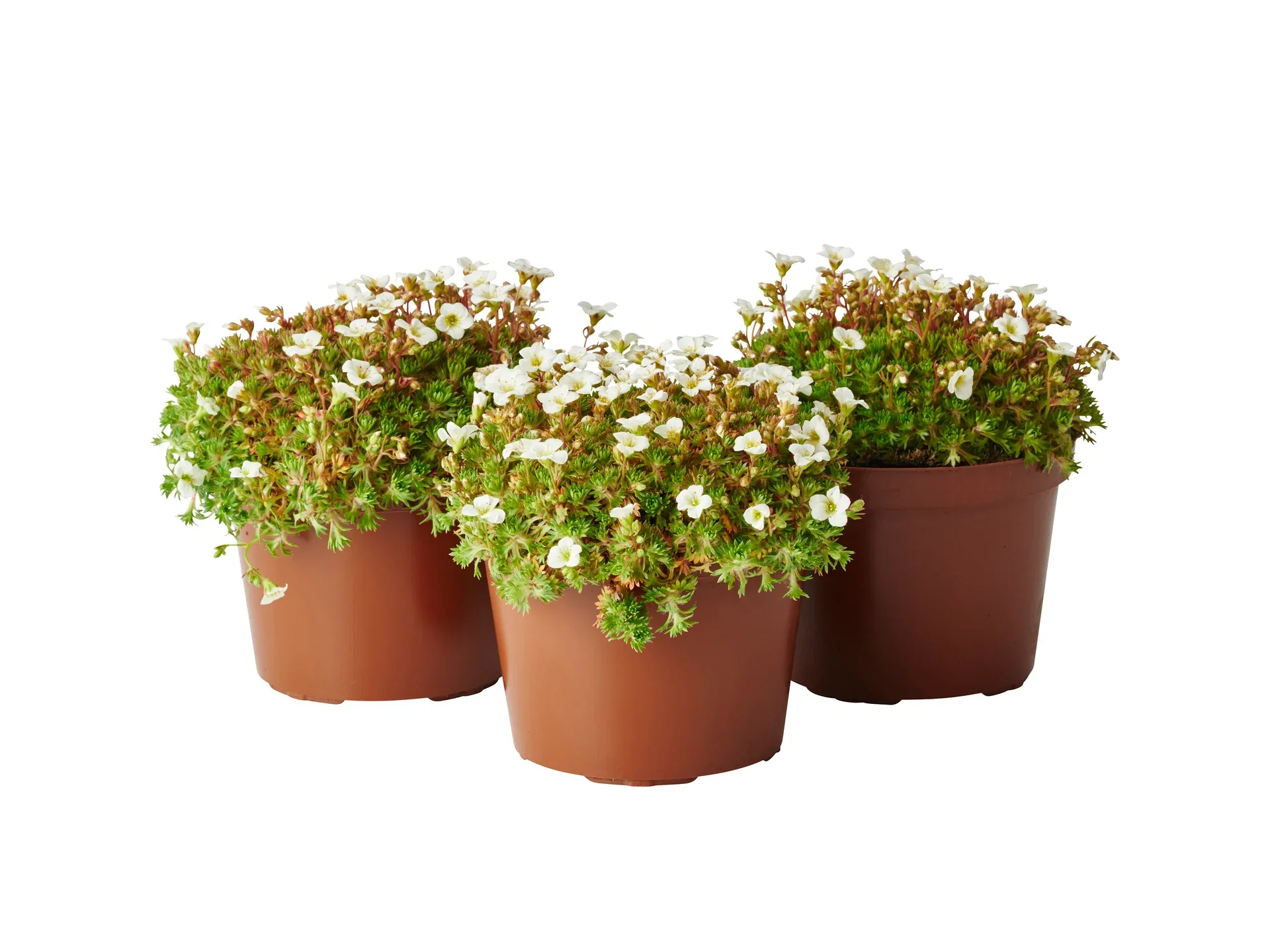 Saxifraga x arendsii Hagesildre miks Ø12 cm