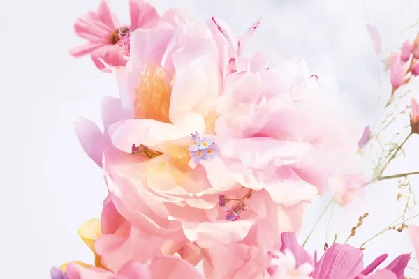 Dior Miss Dior Blooming Bouquet (2023) Eau De Toilette 100 ml (woman)