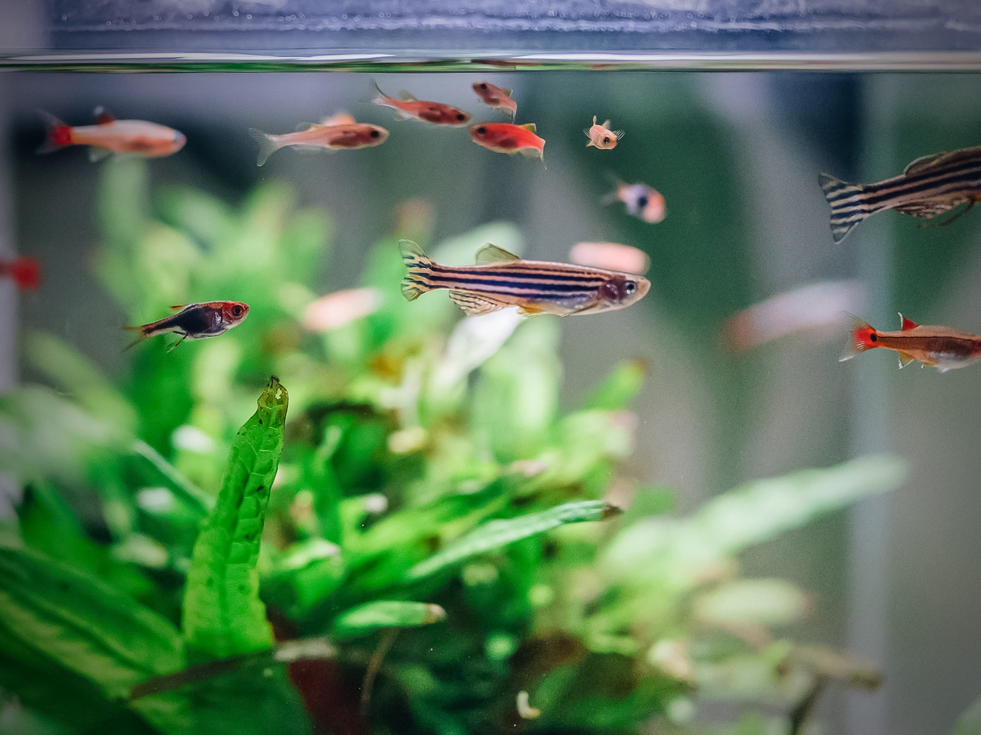 Superfish Aquarium Quadro 40 Pro Wit incl. lamp en filter