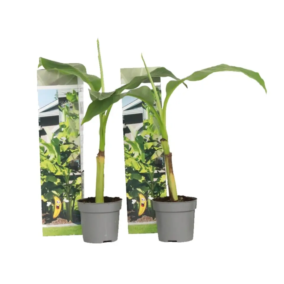 Bananenplant - Set van 2 - Musa basjoo - Hoogte 25-40cm - ⌀9cm