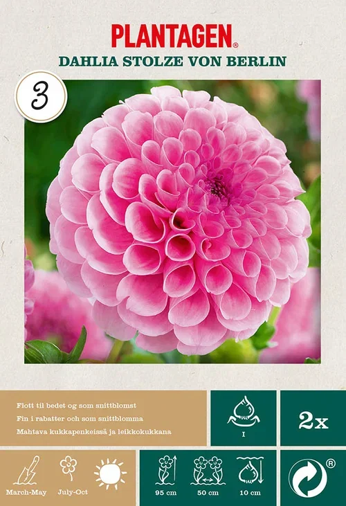 Dahlia x pinnata (Pompon Group) 'Stolze von Berlin' Pompong-georgine 'Stolze von Berlin’ 2 pk