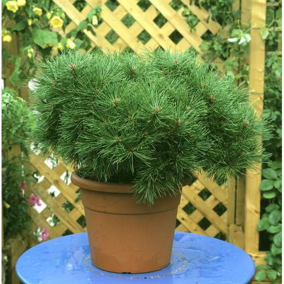 Pinus nigra Pierrick Bregeon, tige 60 cm, ctr 7L