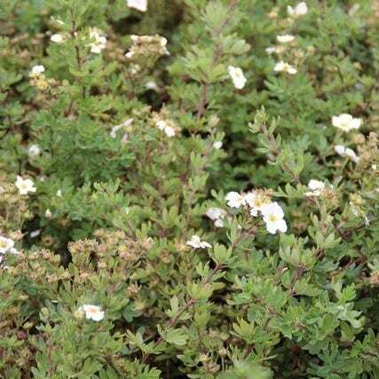 Ganzerik (Potentilla fruticosa 'Abootswood') H 20-25 cm