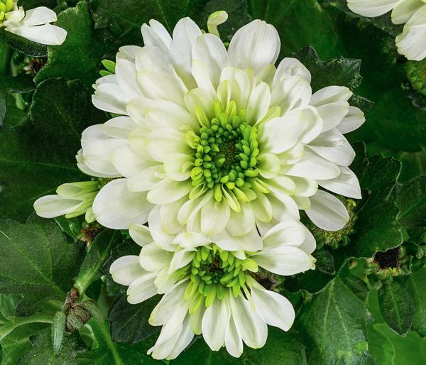 Chrysantheme 'Mount Nova Lime'