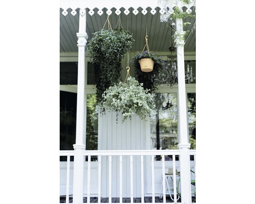 elho Green Basics hangende plantenbakset, kunststof, Ø 28 cm, H 18 cm, terracotta, inclusief houder en schotel